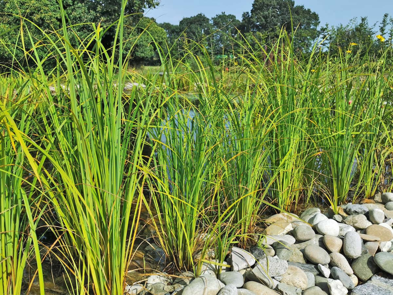 XXL Filter-Segge - Carex gracillis / acuta im zwei Liter Topf